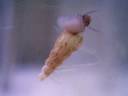 Eine(r) der Mitbewohner(innen): Eine Turmdeckelschnecke (melanoides tuberculatus)2007-10-19, 17:59