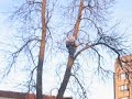 Andrew Climbs Tree in front of Banks Andrew Climbs Tree in front of Banks