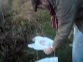 Ekologiczna torba foliowa 1, Biodegradacja, Biodegradable organic plastic bag, Biodegradation (2)