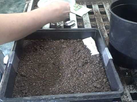 how to harvest ageratum seeds