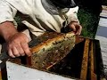 Removing honey from bee hive in Prespa