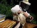 Removing honey from bee hive in Prespa