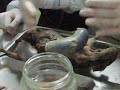 Clase de Embriologia Facultad Veterinaria La Plata