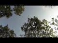 GoPro 3: naughty Spider Monkey harassing our boat, Belize