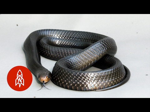 YouTube reptile video