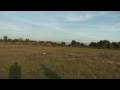 videos de Bert Kammerer - T-Rex 250 Align CF Blades - High Def