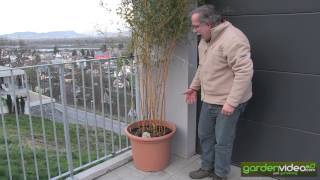 #249 Bamboo -  Phyllostachys aureosulcata in a pot