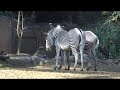 Zebras nuzzling at the LA Zoo
