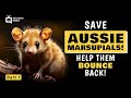 Part 1 Mini Kangaroos and other marsupials