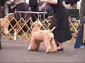 Puyallup dog show 02 (Wheaten Terriers)