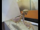Gottesanbeterin (Deroplatys lobata) Gottesanbeterin (Deroplatys lobata)