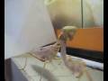 Gottesanbeterin (Deroplatys lobata)