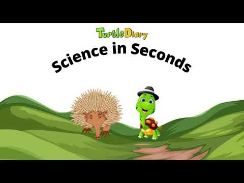What's Unique About an Echidna? *Science in Seconds* TurtleDiary.com