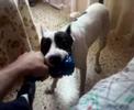 zoe apbt mordiendo