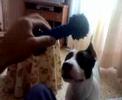zoe apbt mordiendo