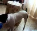 zoe apbt mordiendo
