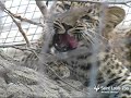 Amur leopard cub at Saint Louis Zoo