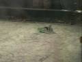 videos de Scratch vs. Goose - RG06