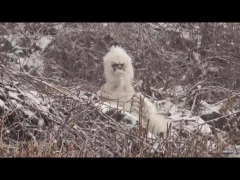 yeti - Please consider subscribing for new original pranks! http://www.youtube.com/user/pranks?sub_confirmation=1 He begged us to go back Mountain Creek to gather s...