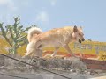 Pushkar