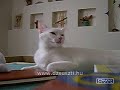 K�rdezz - felelek! :)