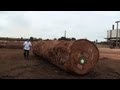 Gabon aims for sustainable forest exploitation
