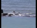 Sri Lanka Tsunami Colombo December 26th 2004 ¦ CONDENSED X 5