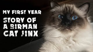 My first year | Story of a Birman cat Jinx