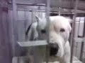 for SALE AMERICAN PITBULL xxxl Manele-Gratis.net