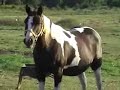 Free Rein Farms, APHA mare for sale Free Rein Farms, APHA mare for sale