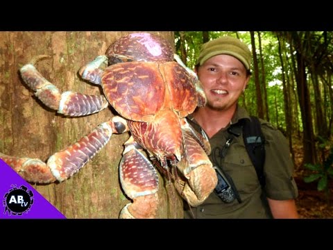 YouTube reptile video