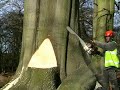 Beech tree felling, Knutsford, Day 2 Beech tree felling, Knutsford, Day 2
