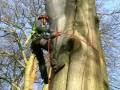 Beech tree felling, Knutsford, Day 2