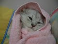haha~~ we wrapped him up coz it was easier for us to clip his nails.......but then he ended up falling asleep~~