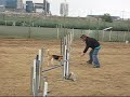 Napal 5th agility competition Napal 5th agility competition
