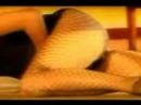 IDEALTANGO - paloma´s little convent