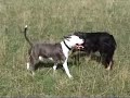 Zira & Quentin