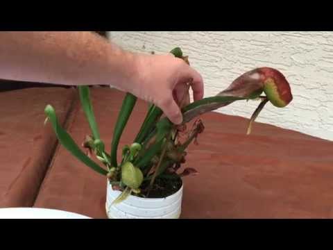 how to replant a lily