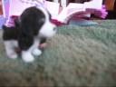 Silly Pups.wmv Silly Pups.wmv