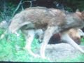 Wolverine confronting and fighting off Wolf Pack.