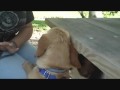 title="Dog