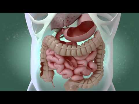 Wirkweise der Königsartischocke bei Verdauungsbeschwerden