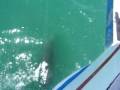 south padre dolphins south padre dolphins