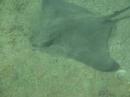 Bat Ray - Juvenile Bat Ray - Juvenile