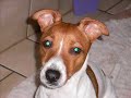 meine f�nny pets;)
