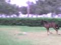 videos de Corre Primavera