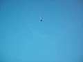 Homemade saucer with a D10 motor