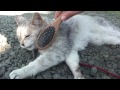 Latasin @YouTube-videon http://t.co/8BteTNBO Chibi enjoying her time outside