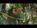 Central American Tropics - Birds #3 - Part VII