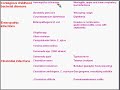 Medical School Pathology, Chapter 8d: Infectious Diseases
